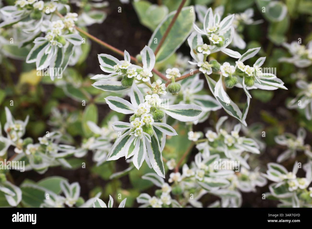 Euphorbia marginata - Snow-on-the-Mountain giftige Zierpflanze im Sommer. Stockfoto