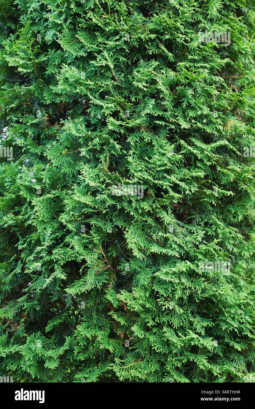 Nahaufnahme von Thuja occidentalis - Zedernbaumlaub im Sommer. Stockfoto