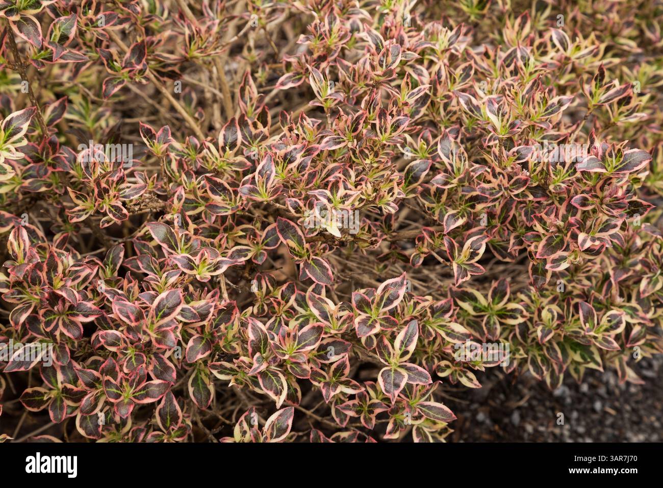 Weigela florida 'My Monet' - im Frühjahr verbreitete Sträucher, Quebec, Kanada Stockfoto