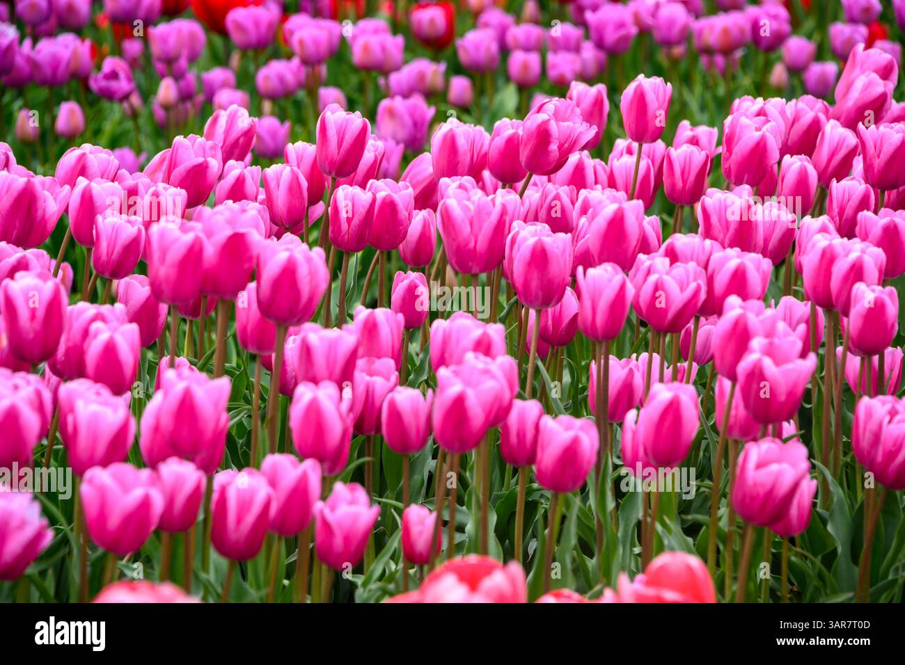 Tulpenblüten zeigen ihre leuchtend rosa Farbtöne in einem Garten voller Grün. Die Szene fängt das Wesen des Frühlings ein, während die Blüten unter ihnen gedeihen Stockfoto