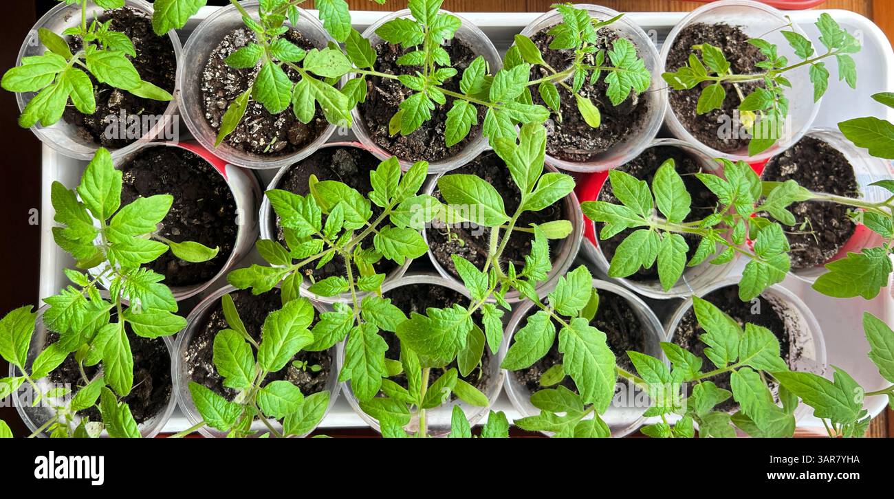 Lebendige Tomatensämlinge wachsen in klaren, mit Erde gefüllten Plastikbechern, die ordentlich in einem Tablett angeordnet sind, was die Gartenarbeit und nachhaltige Pflanzung symbolisiert Stockfoto