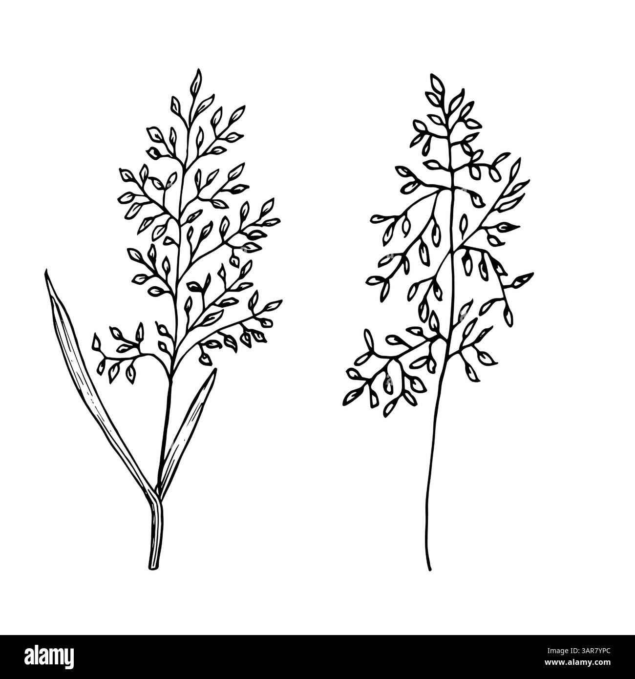Ein Grasblatt mit kleinen Blättern, eine Wildblume, eine schwarz-weiße Skizze. Vektorabbildung. Ein Satz Wermut und getrocknete Blumen, hervorgehoben auf wh Stock Vektor