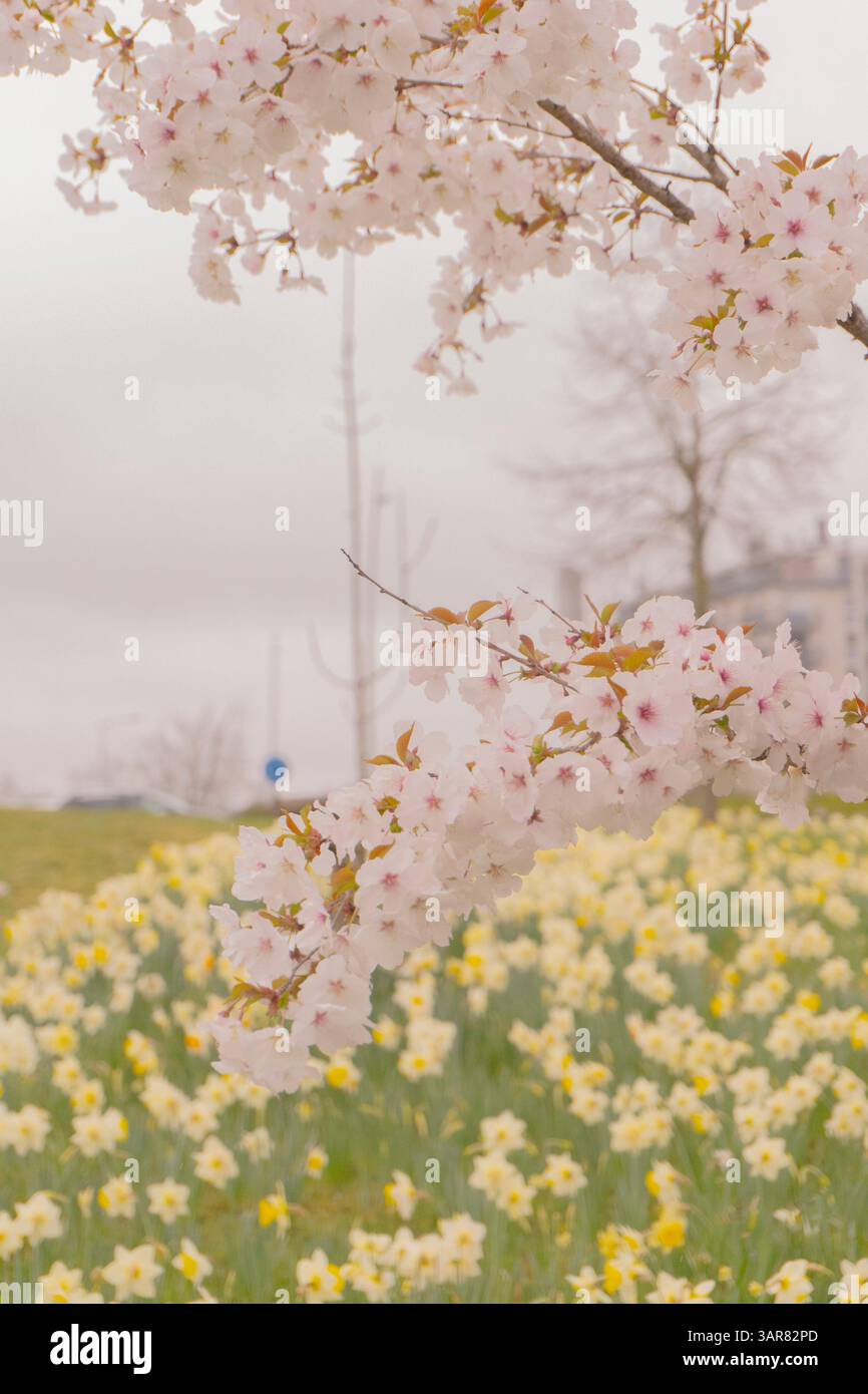 Kirschblüte im Frühling Stockfoto