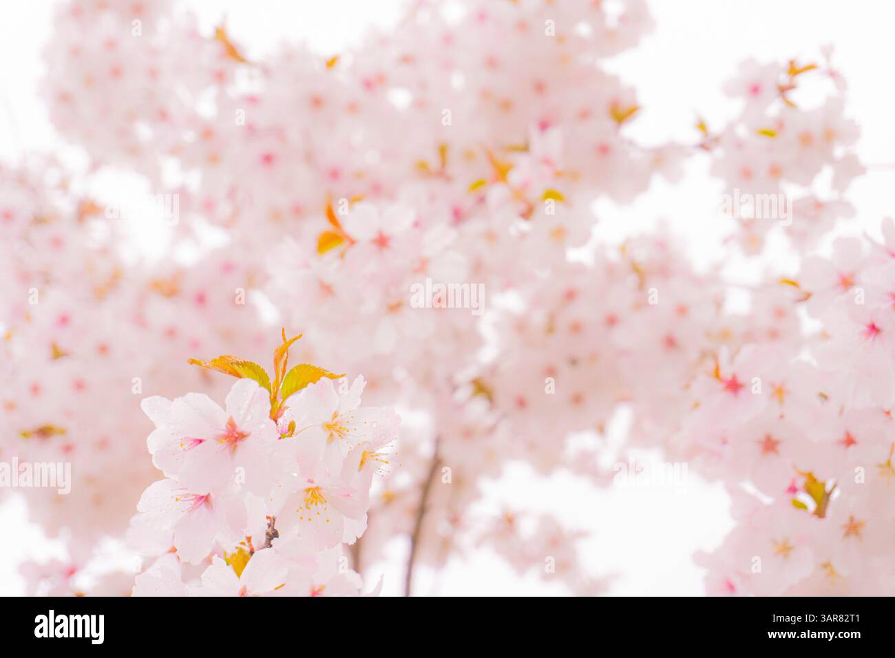 Kirschblüte im Frühling Stockfoto
