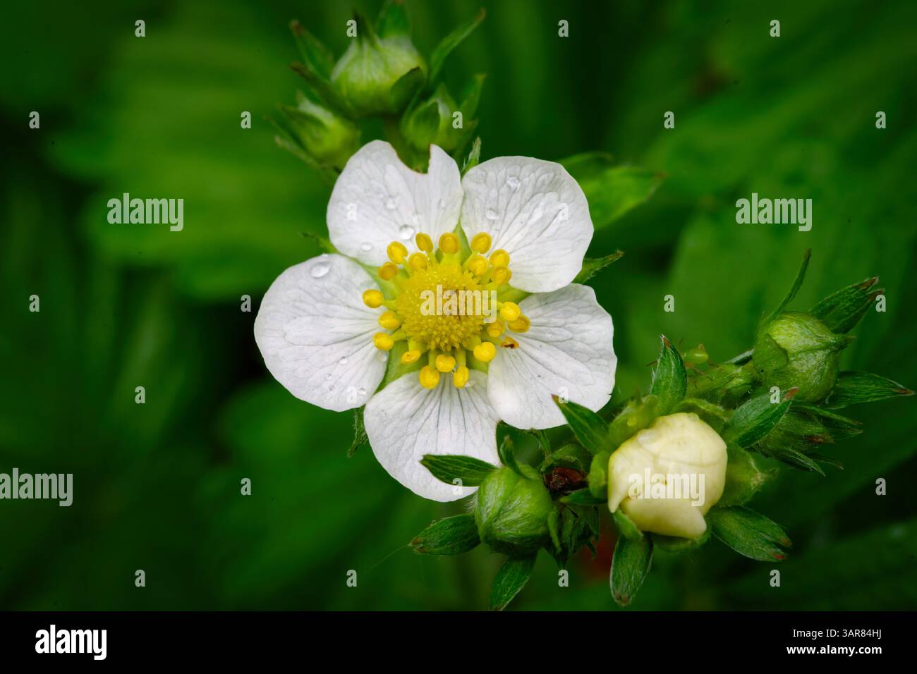 Fragaria vesca Nahaufnahme einer einzigen blühenden Erdbeerblüte, umgeben von Knospen und Laub Stockfoto