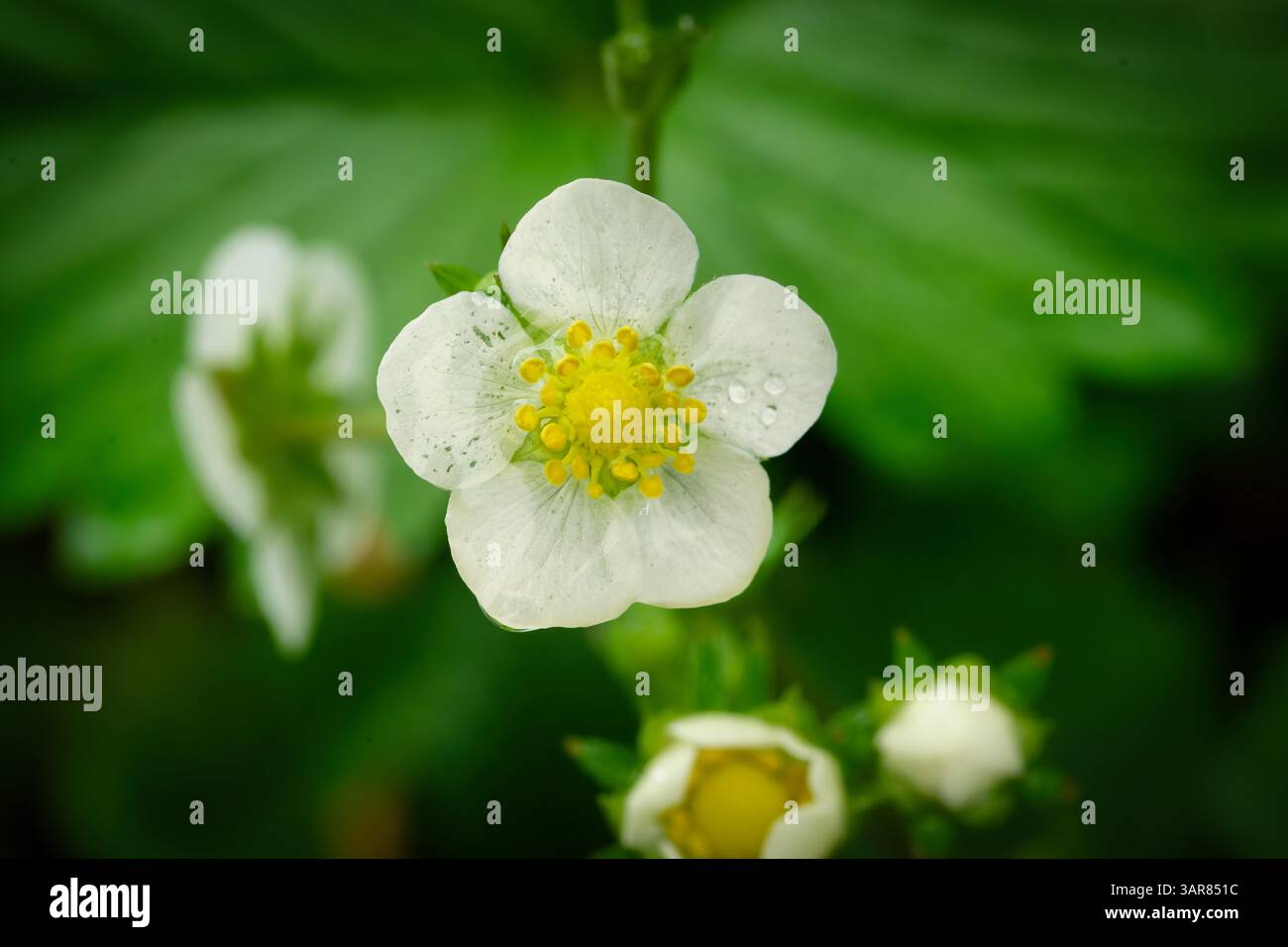 Fragaria vesca Nahaufnahme einer einzigen blühenden Erdbeerblüte, umgeben von Knospen und Laub Stockfoto