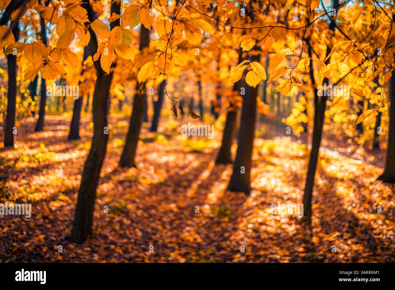 Schöne Herbstwaldlandschaft Panoramablick Weitwinkelansicht sonnige goldene gelbe Blätter landschaftlich saisonale Natur Hintergrund ruhige Wildnis im Freien Stockfoto