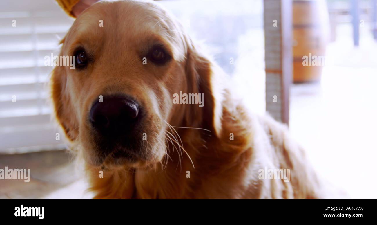 Mitte einer Frau, die zu Hause mit ihren Hunden spielt Stockfoto