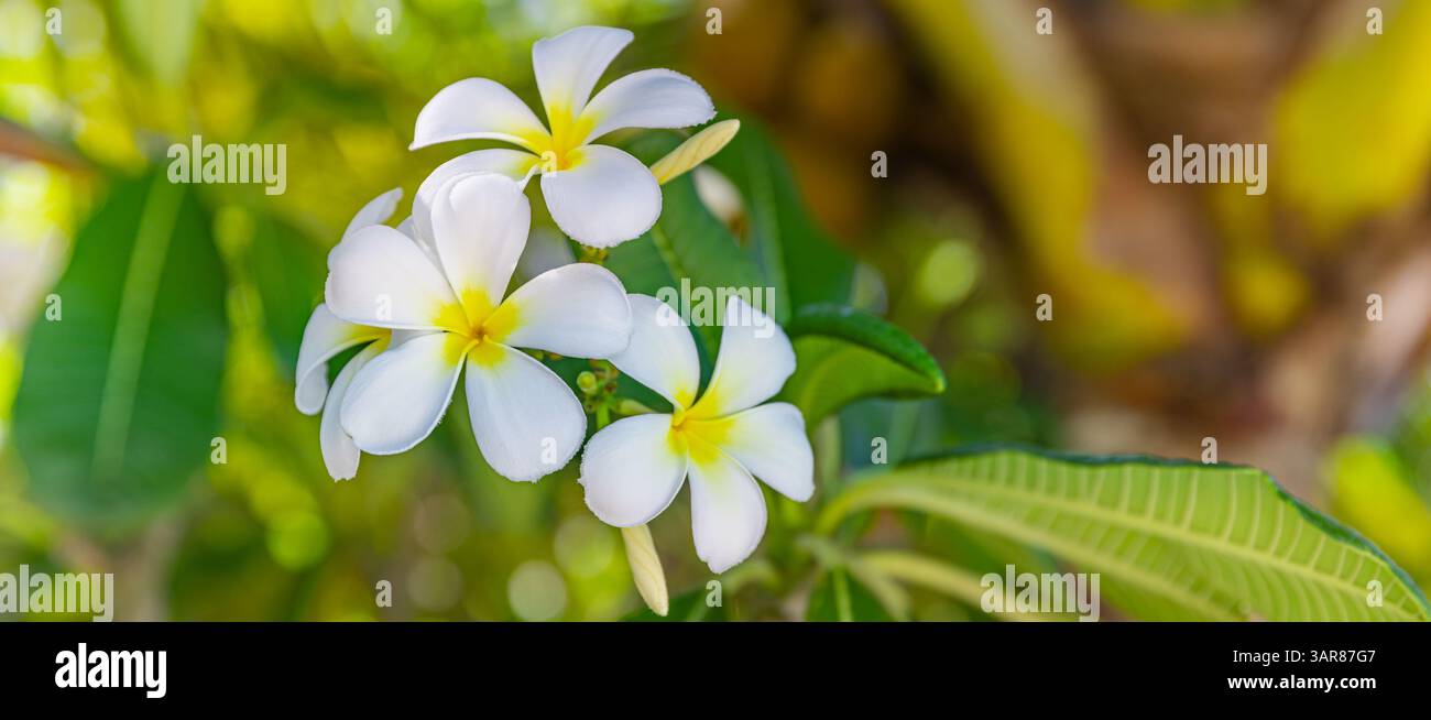 Großaufnahme von lebendigen Frangipani Plumeria-Blüten in voller Blüte. Weiche Blütenblätter, exotische Farben, tropische Atmosphäre. Wunderschöne Natur, verschwommenes üppiges Laub, Liebe Stockfoto