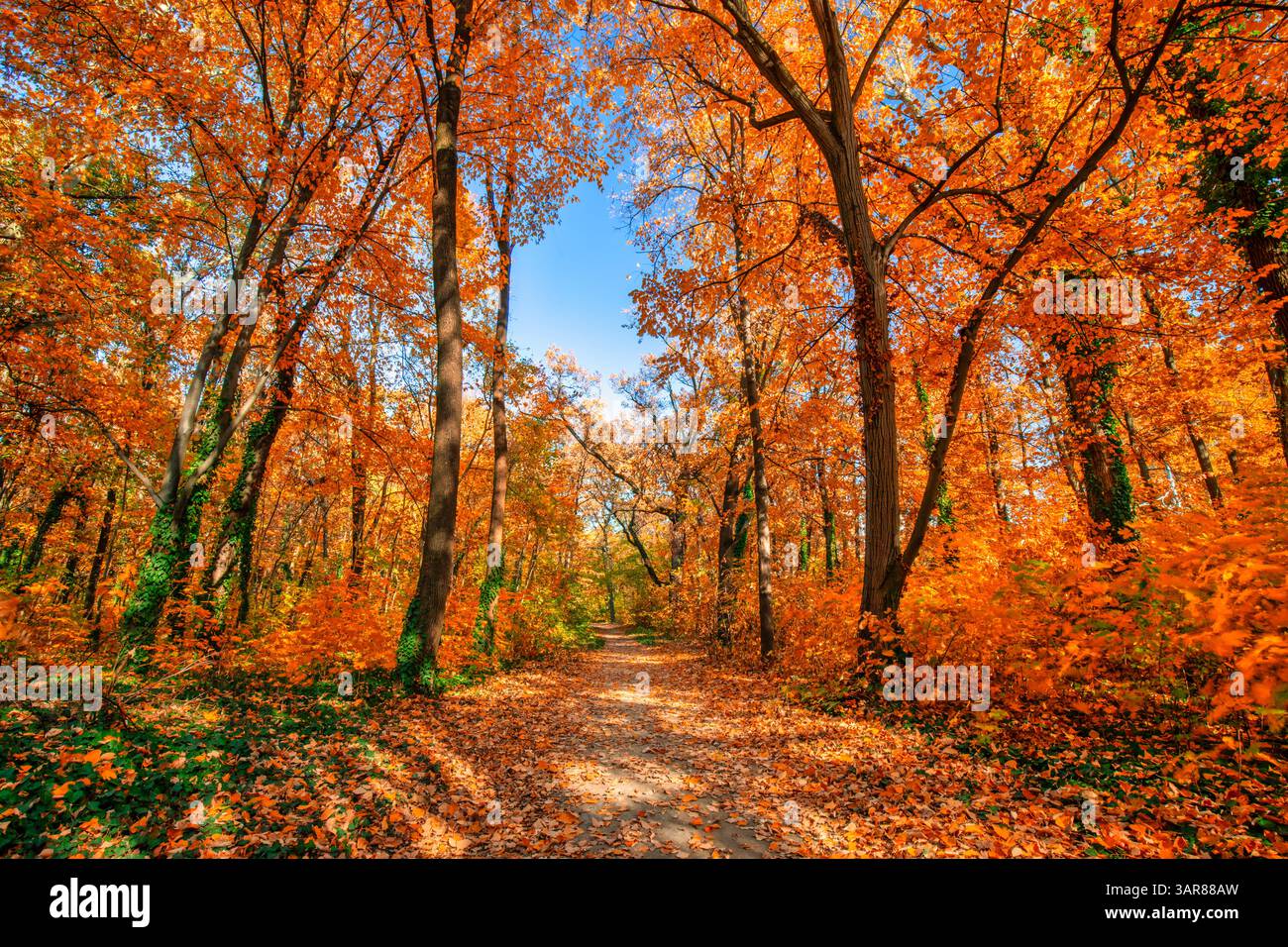 Schöne Herbstwaldlandschaft Panoramablick Weitwinkelansicht sonnige goldene gelbe Blätter landschaftlich saisonale Natur Hintergrund ruhige Wildnis im Freien Stockfoto