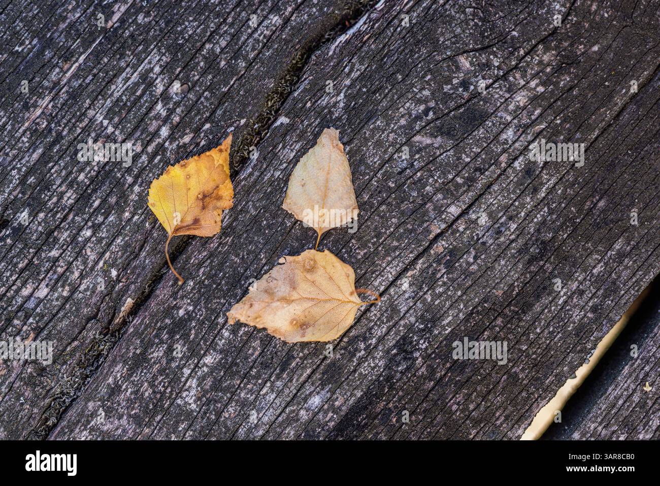 Ruhiges Herbstblatt von oben auf rustikalem Holztisch Hintergrund saisonale Naturtapete gemütliche Herbstdekoration natürliche Nahaufnahme Overhead Komposition Stockfoto Ruhiges Herbstblatt von oben auf rustikalem Holztisch Hintergrund saisonale Naturtapete gemütliche Herbstdekoration natürliche Nahaufnahme Overhead Komposition Stockfoto