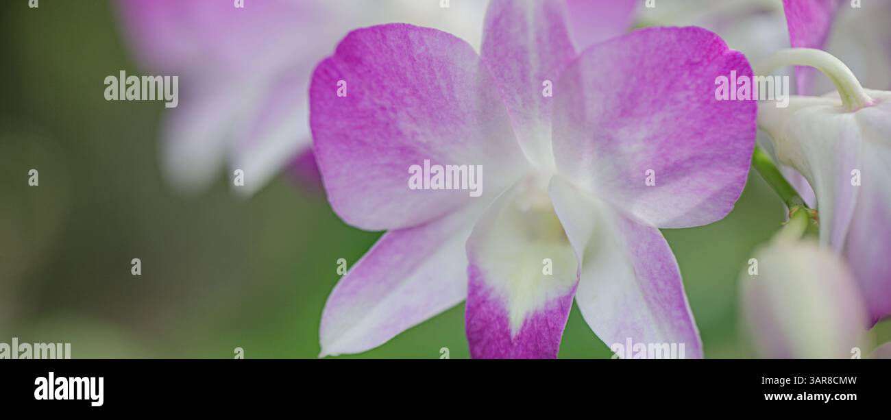 Rosa lila tropische Orchideen träumliches Bokeh üppiger Hintergrund weicher Fokus florale Schönheit. Natur exotische Eleganz, exotische Gartennähe natürlicher Hintergrund Stockfoto