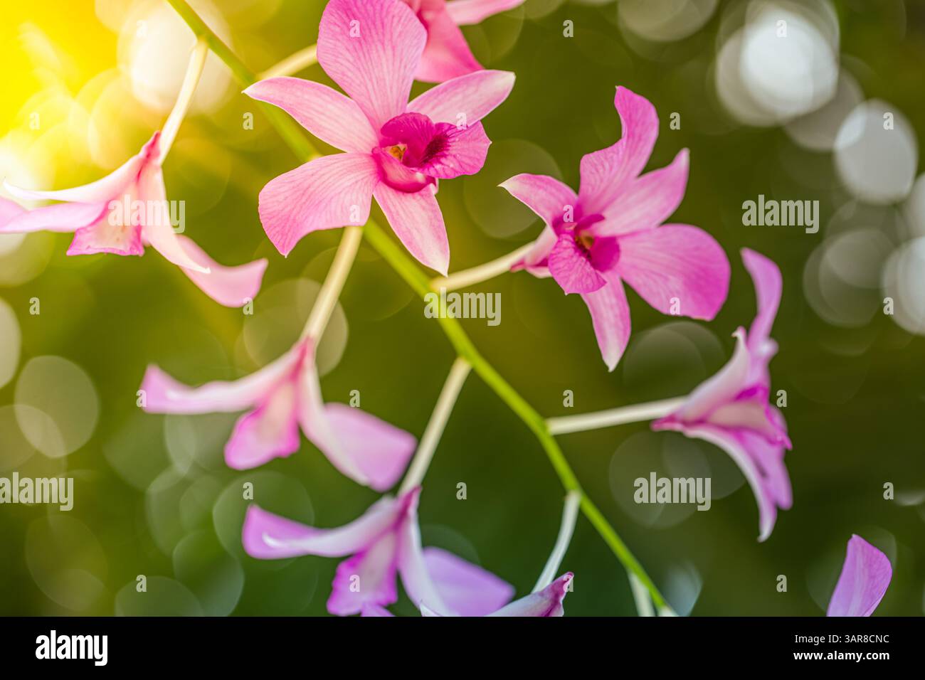Rosa lila tropische Orchideen träumliches Bokeh üppiger Hintergrund weicher Fokus florale Schönheit. Natur exotische Eleganz, exotische Gartennähe natürlicher Hintergrund Stockfoto