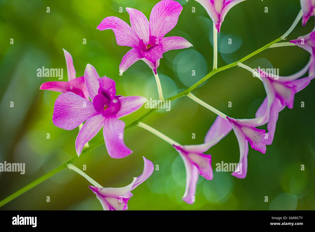 Rosa lila tropische Orchideen träumliches Bokeh üppiger Hintergrund weicher Fokus florale Schönheit. Natur exotische Eleganz, exotische Gartennähe natürlicher Hintergrund Stockfoto