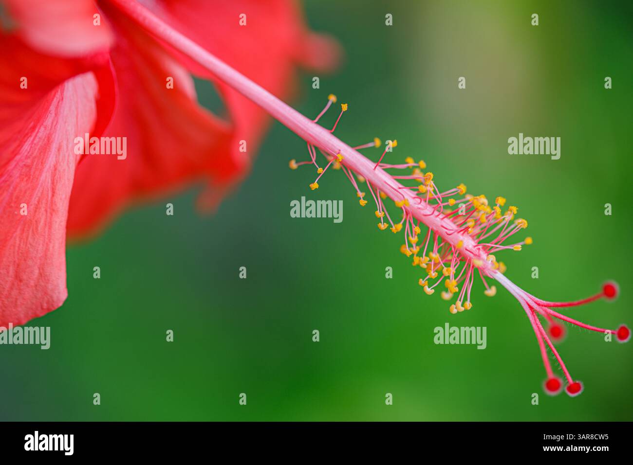 Makroaufnahme leuchtend rote Hibiskus tropische Garten Liebesblätter. Üppiges Grün verwischt, exotische Naturliebhaber mit floraler Inspiration. Schöne Nahaufnahmeblüte Stockfoto