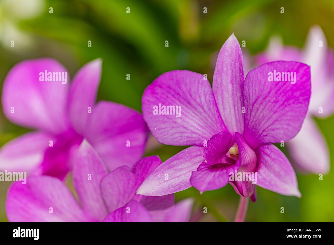 Rosa lila tropische Orchideen träumliches Bokeh üppiger Hintergrund weicher Fokus florale Schönheit. Natur exotische Eleganz, exotische Gartennähe natürlicher Hintergrund Stockfoto