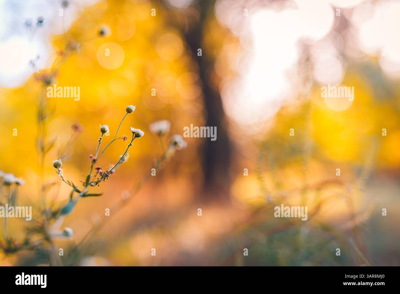 Schöne nette schöne Herbstblumen mit traumhaften Farben verschwommenes Bokeh üppiges Laub bunter saisonaler Natur Hintergrund weicher Fokus lebendige florale Szene Stockfoto