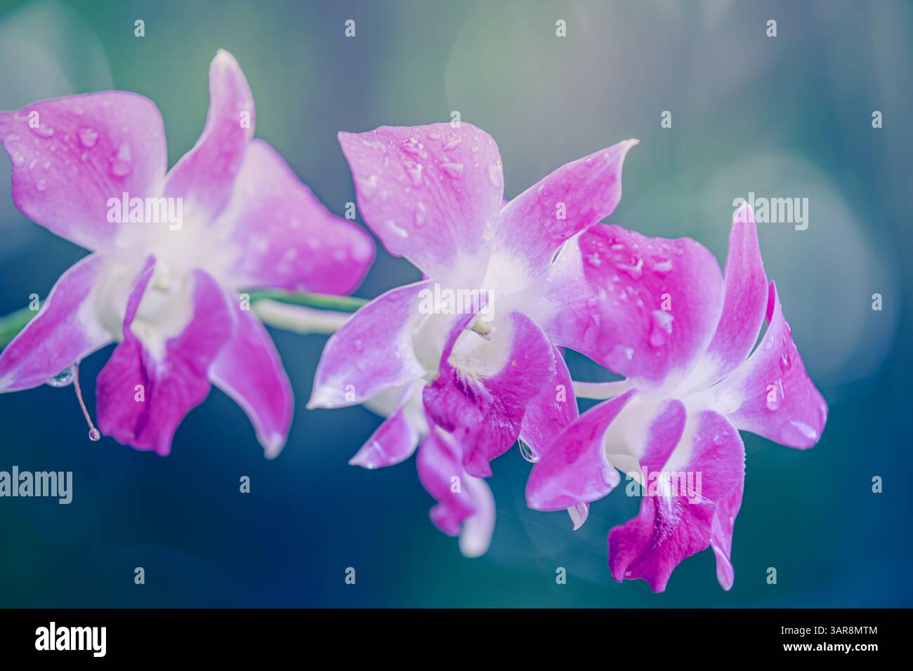 Lila Orchideen glitzern im Regen im üppigen tropischen Garten, Blütenblätter glitzern unter sanftem Sonnenlicht und die lebendige Schönheit der eleganten Natur. Exotisches Blumenmuster Stockfoto