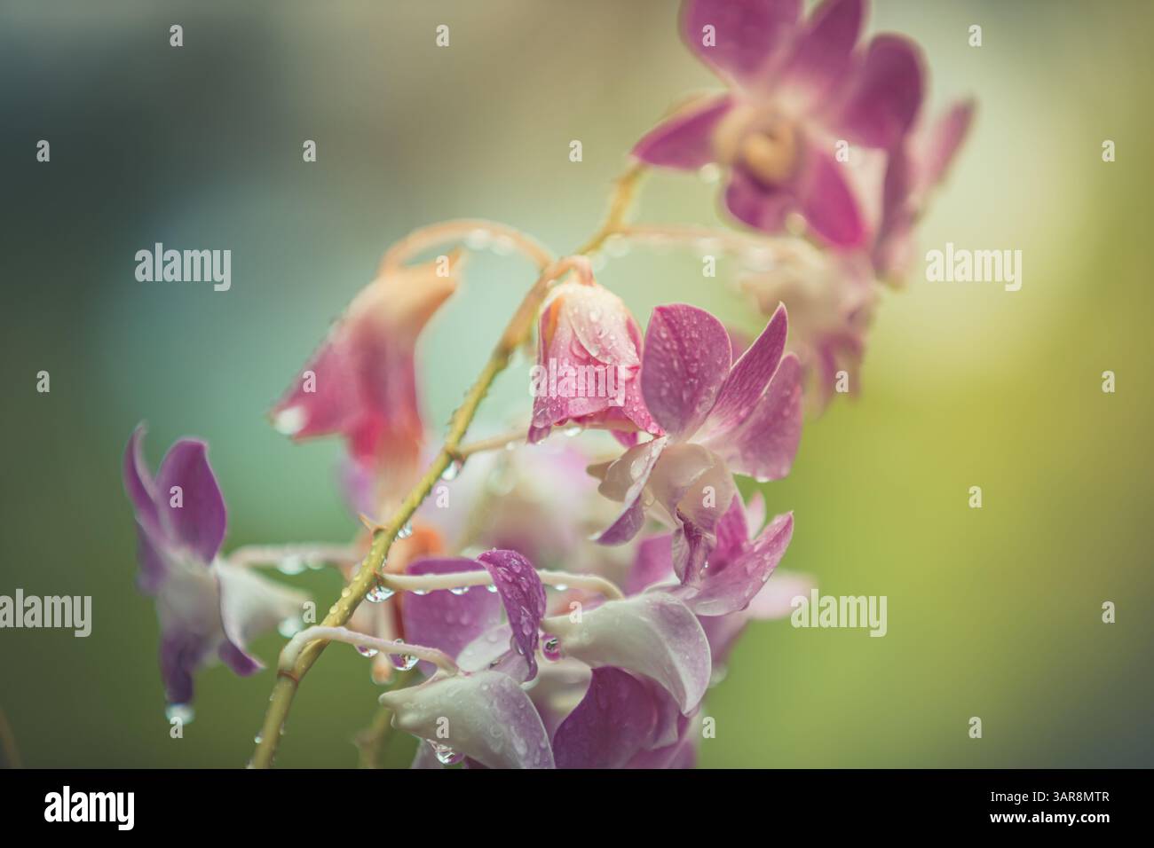 Lila Orchideen glitzern im Regen im üppigen tropischen Garten, Blütenblätter glitzern unter sanftem Sonnenlicht und die lebendige Schönheit der eleganten Natur. Exotisches Blumenmuster Stockfoto