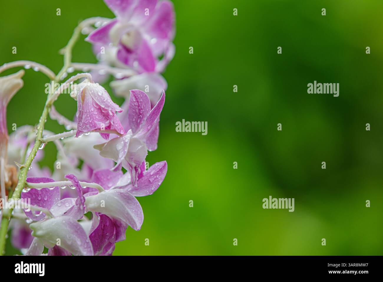 Lila Orchideen glitzern im Regen im üppigen tropischen Garten, Blütenblätter glitzern unter sanftem Sonnenlicht und die lebendige Schönheit der eleganten Natur. Exotisches Blumenmuster Stockfoto