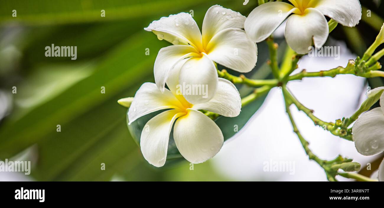 Loseup Plumeria blüht in sanftem Regen, weiße Blüten, Tautropfen, sanftes Sonnenlicht. Friedliche tropische Gelassenheit und florale Eleganz in der Natur, künstlerisch Stockfoto