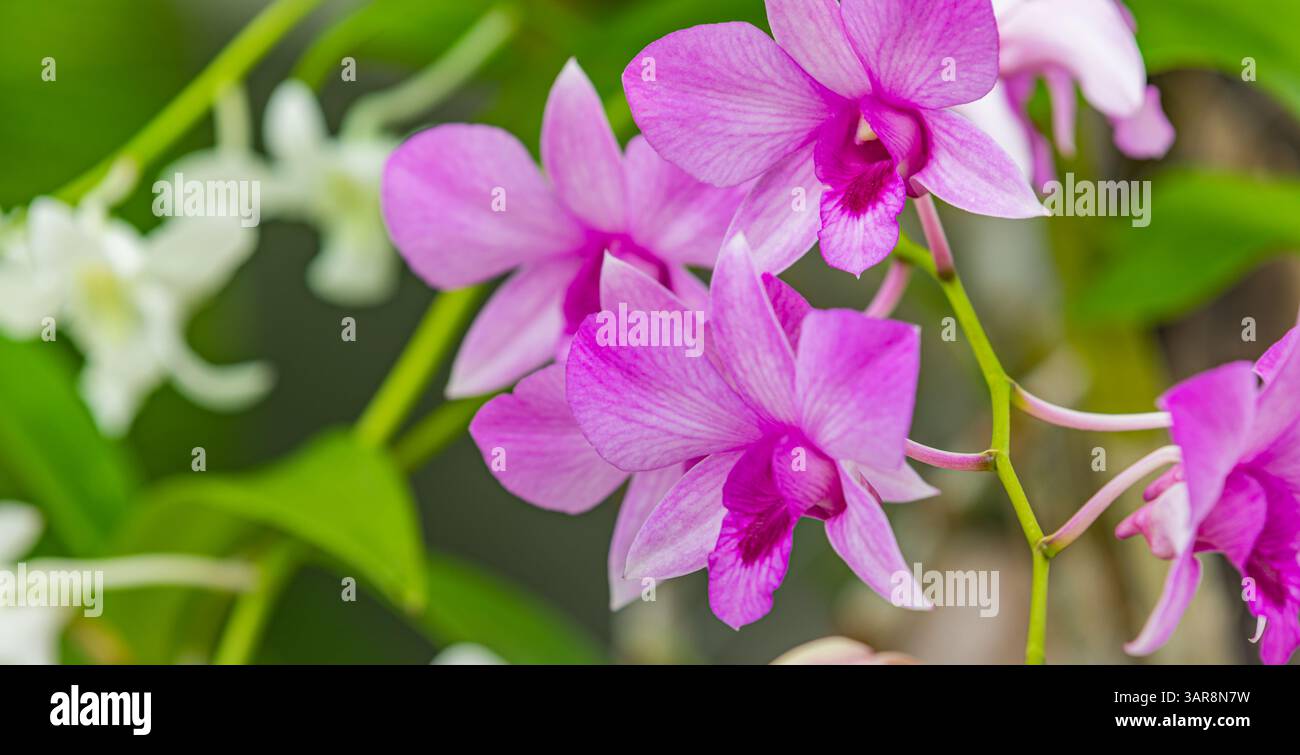 Lila Orchideen glitzern im Regen im üppigen tropischen Garten, Blütenblätter glitzern unter sanftem Sonnenlicht und die lebendige Schönheit der eleganten Natur. Exotisches Blumenmuster Stockfoto