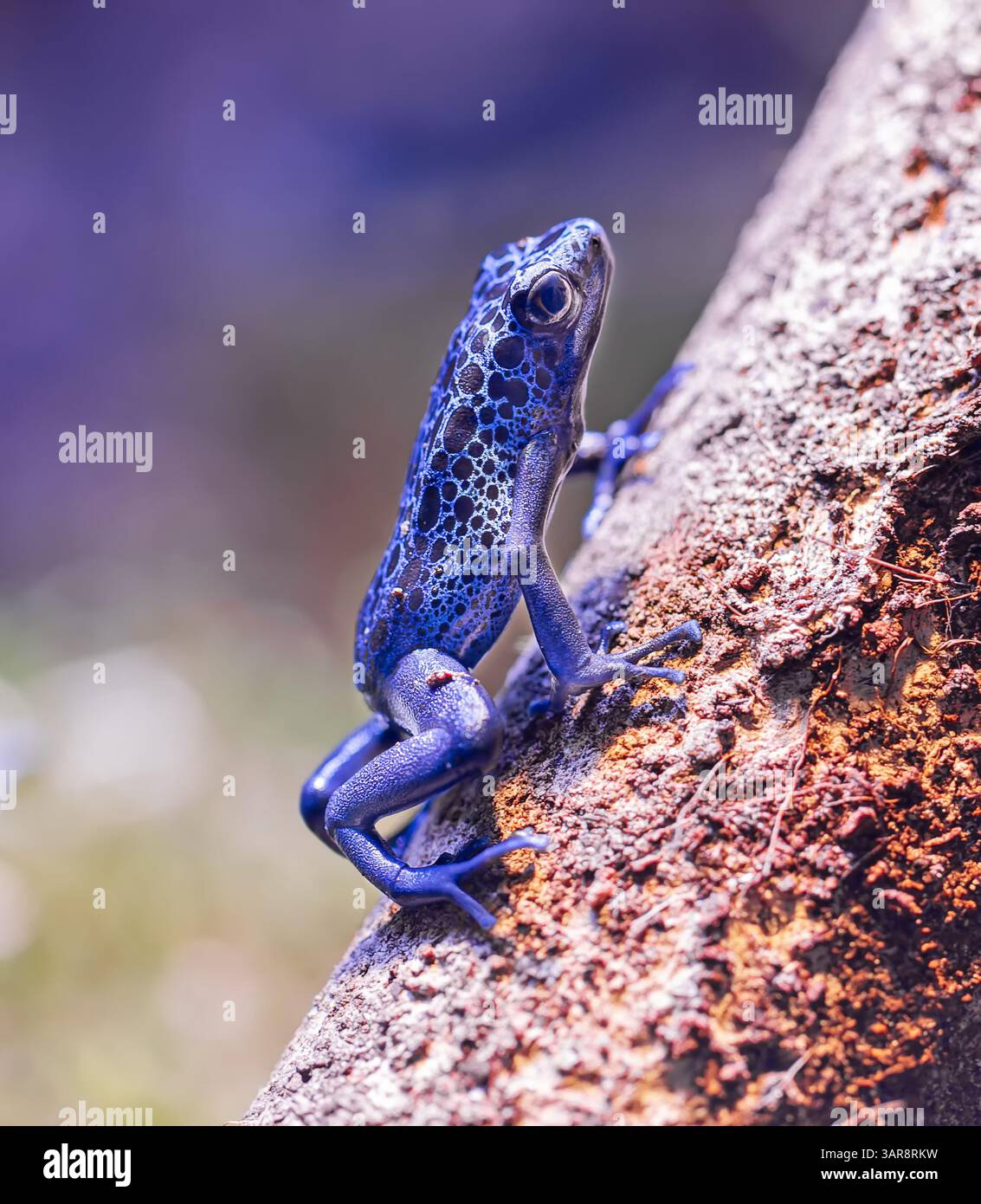 Nahaufnahme eines kletternden, färbenden Giftdartfrosches Tumucumaque (Dendrobates tinctorius tumucumaque) Stockfoto