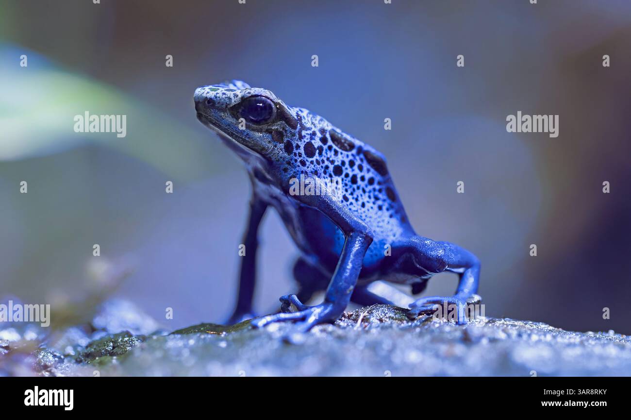 Frontale Nahaufnahme eines färbenden Giftpfeilfrosches Tumucumaque (Dendrobates tinctorius tumucumaque) Stockfoto