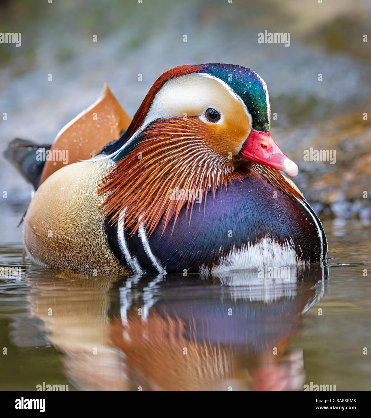 Nahaufnahme einer männlichen Mandarinenente (Aix galericulata) Stockfoto