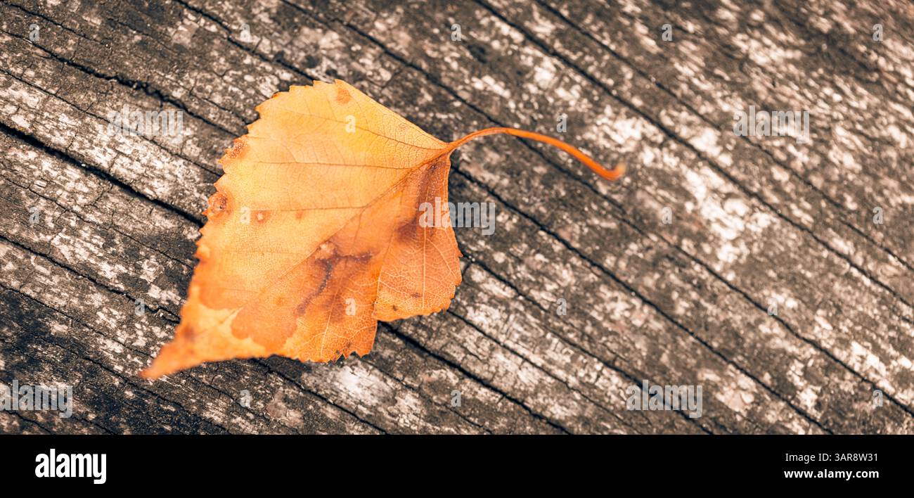 Ruhige Herbstszene mit trockenem orange und gelbem Blatt auf Holzoberfläche, saisonaler Natur Hintergrund, gemütliche friedliche Herbstkulisse. Draufsicht herbstliche Szene Stockfoto