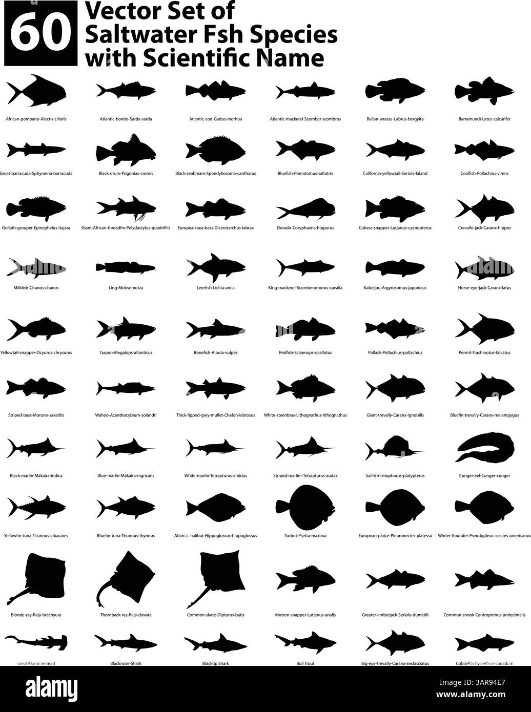 Salzwasser Fisch Arten Vektor Silhouette Pack mit Namen Stock Vektor