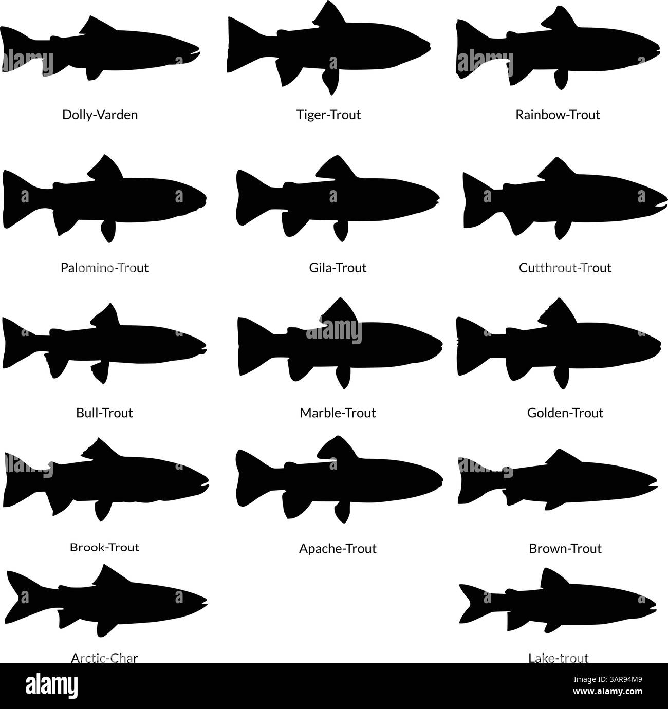 Forelle Arten Vektor Silhouette Pack mit Namen Süßwasser Fisch Arten Vektoren Stock Vektor