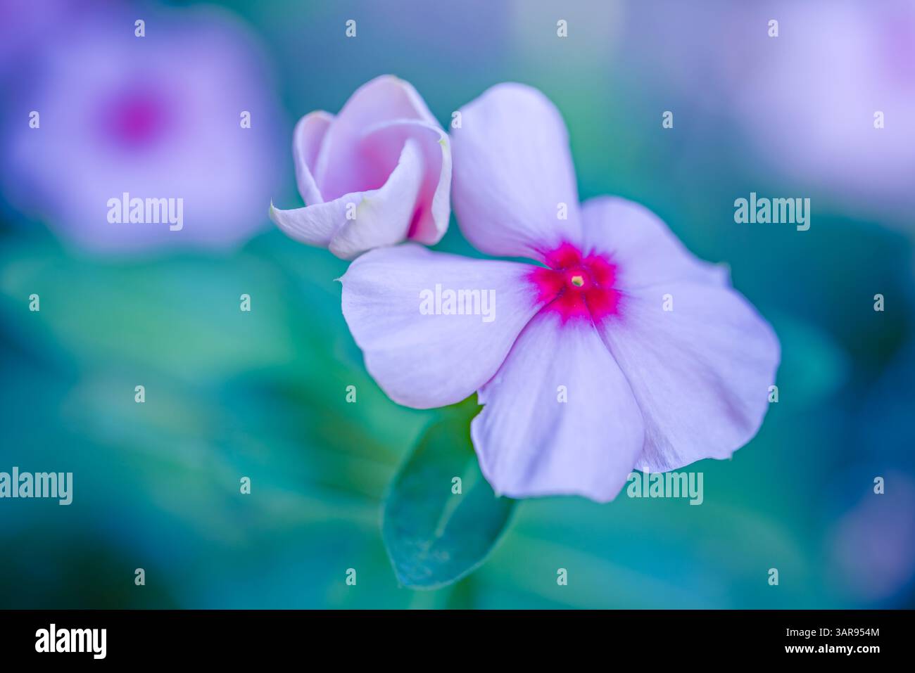 Verschwommene üppige violette vinka-Blüten im sonnendurchfluteten Garten, lebendige Farben mit sanftem Licht, traumhafter Naturhintergrund, ruhige botanische Landschaft, inspirieren Stockfoto