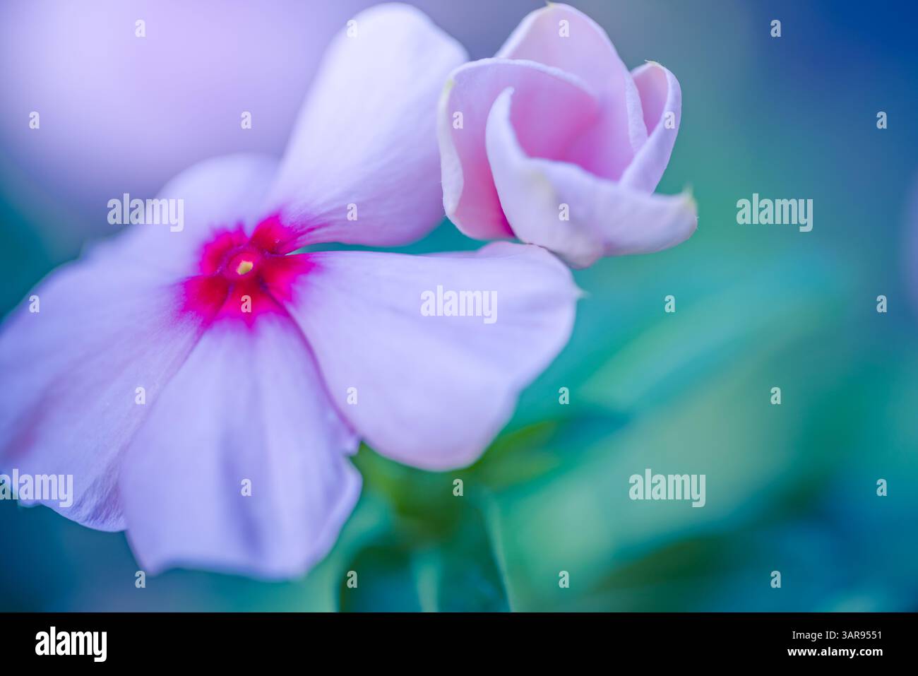 Verschwommene üppige violette vinka-Blüten im sonnendurchfluteten Garten, lebendige Farben mit sanftem Licht, traumhafter Naturhintergrund, ruhige botanische Landschaft, inspirieren Stockfoto
