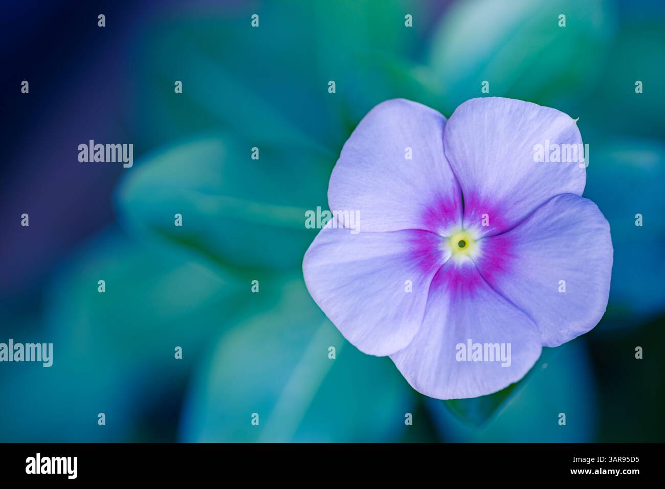 Verschwommene üppige violette vinka-Blüten im sonnendurchfluteten Garten, lebendige Farben mit sanftem Licht, traumhafter Naturhintergrund, ruhige botanische Landschaft, inspirieren Stockfoto