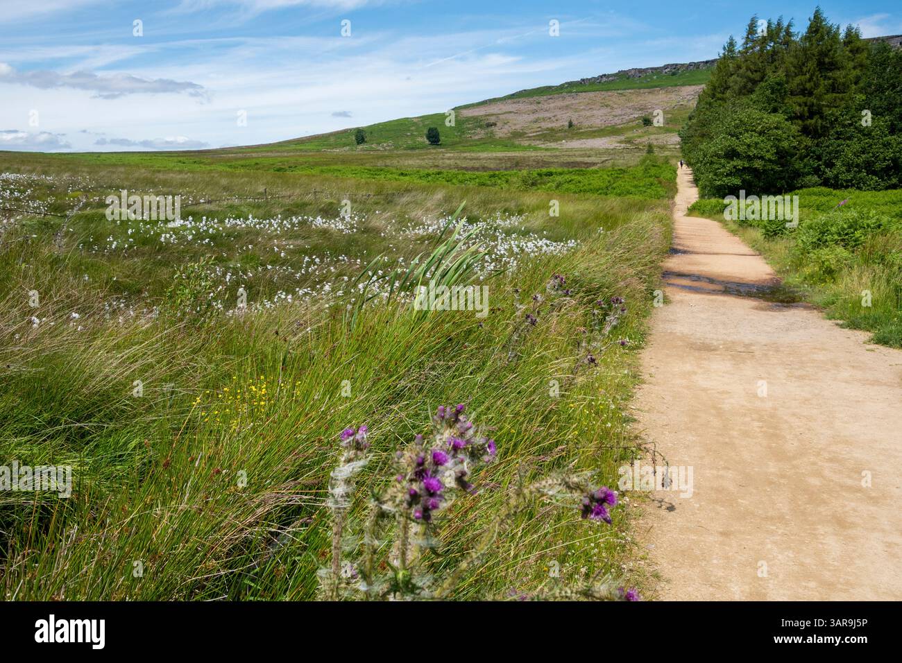Long Causeway Lane oder Pfad in Richtung Stanage Edge mit blauem Himmel und Sommerblumen auf Bamford Moor, Peak District, Großbritannien Stockfoto