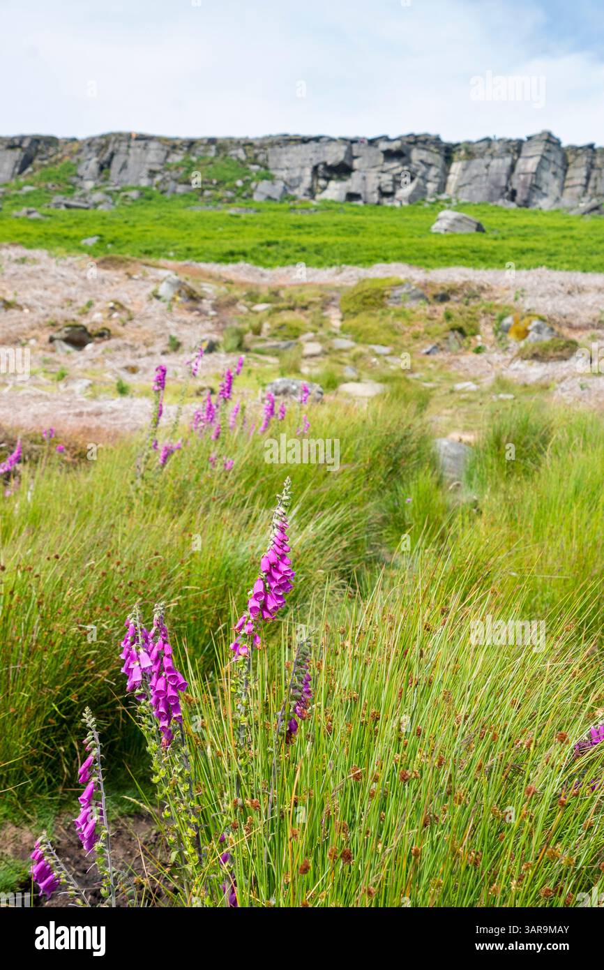 Wunderschöne Fuchshandschuhe in Blume auf Bamford Moor vor Stanage Edge Gritstone Steilhang Peak District, Großbritannien Stockfoto