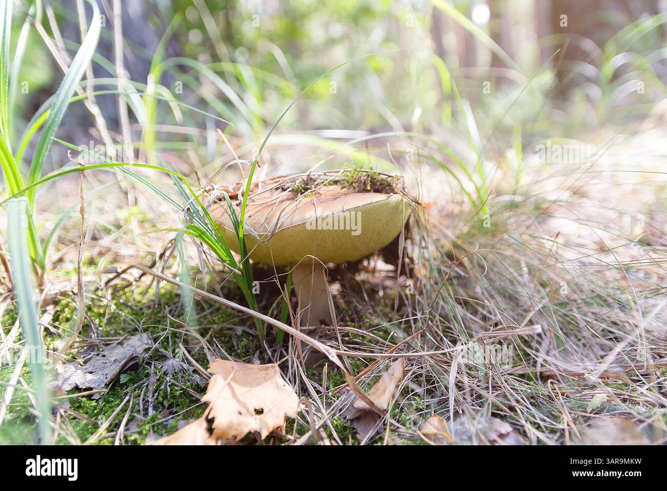 Der Pilz Xerocomellus chrysenteron wächst im Wald. Natur Stockfoto