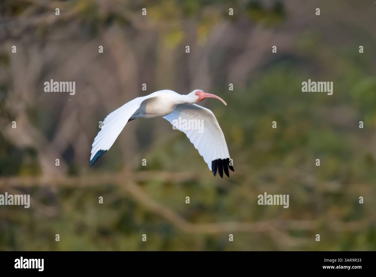 Erwachsene weiße Ibis im Flug in Costa Rica Stockfoto Erwachsene weiße Ibis im Flug in Costa Rica Stockfoto