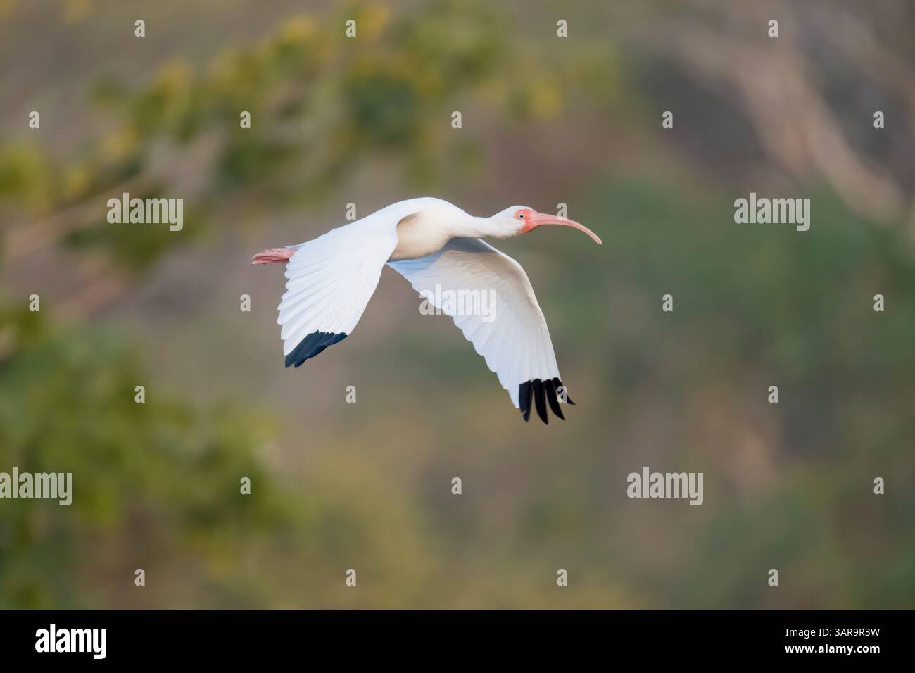 Erwachsene weiße Ibis im Flug in Costa Rica Stockfoto Erwachsene weiße Ibis im Flug in Costa Rica Stockfoto