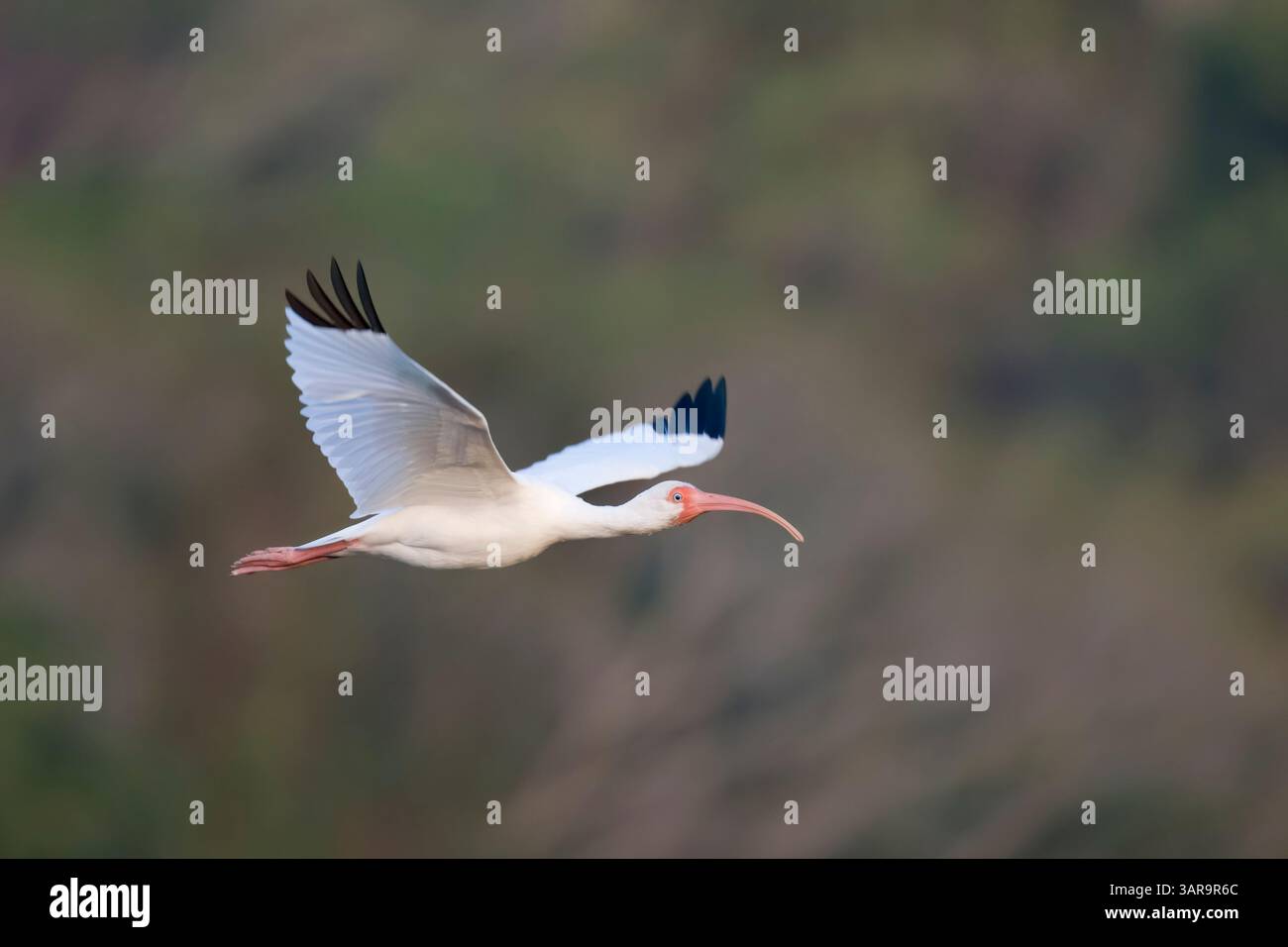 Erwachsene weiße Ibis im Flug in Costa Rica Stockfoto Erwachsene weiße Ibis im Flug in Costa Rica Stockfoto