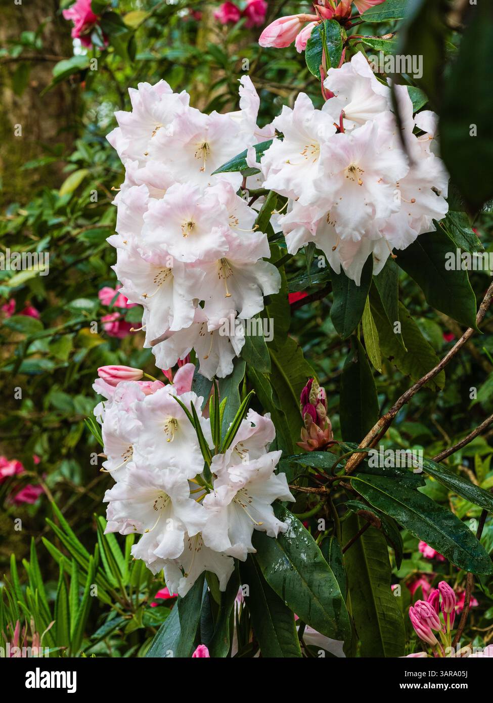 Rosa gerötete, stark duftende Blüten des harten immergrünen Strauches, Rhododendron „Loderi Group“ Stockfoto