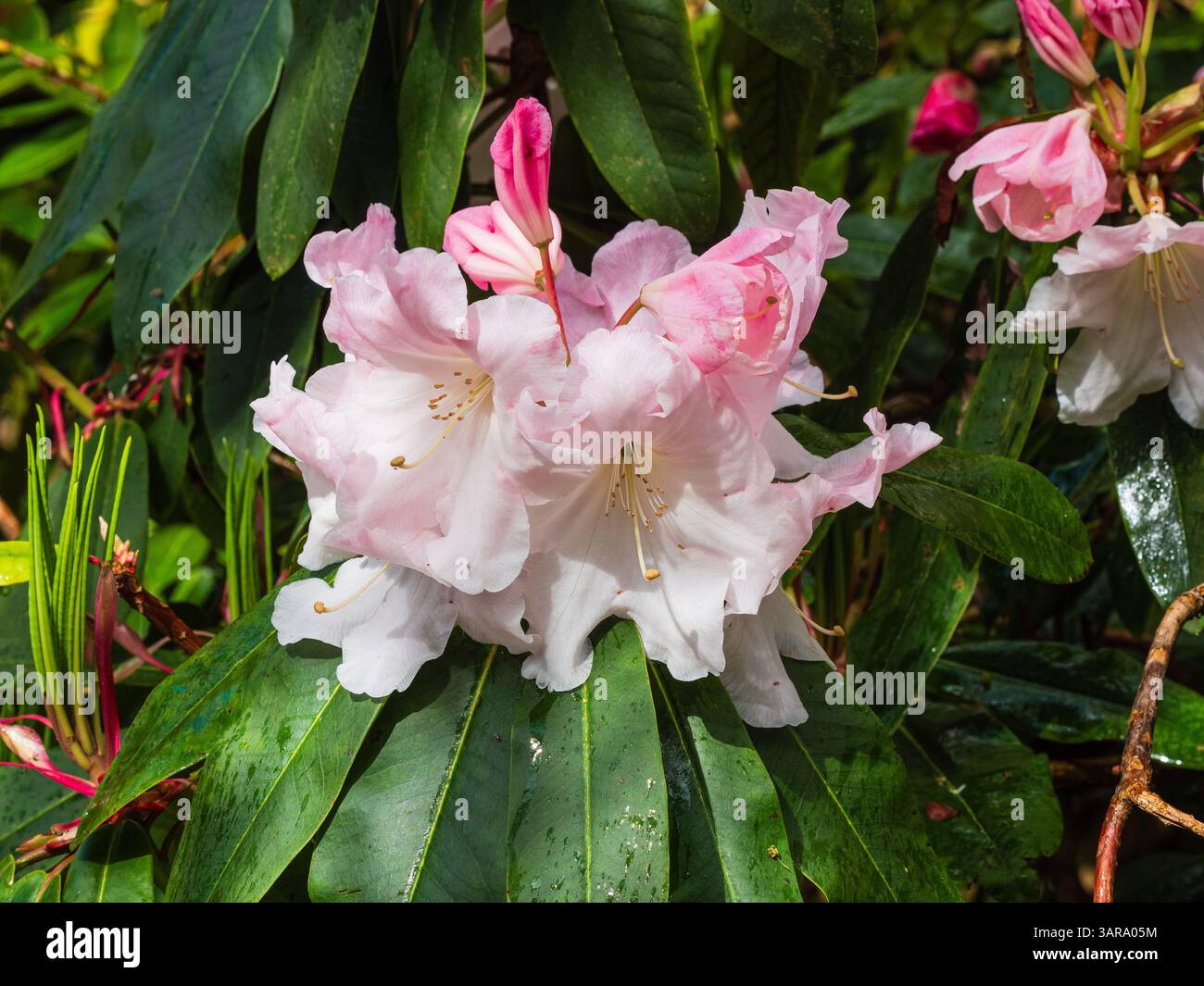 Rosa gerötete, stark duftende Blüten des harten immergrünen Strauches, Rhododendron „Loderi Group“ Stockfoto