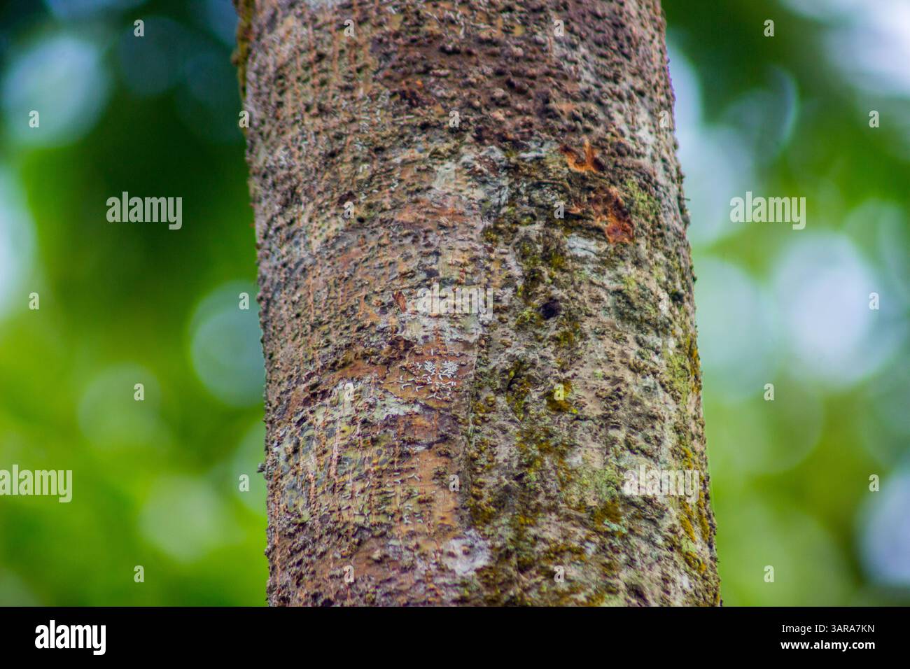 Die Schönheit der wunderschönen Pflanzenvielfalt der Natur an einem kalten Morgen Stockfoto