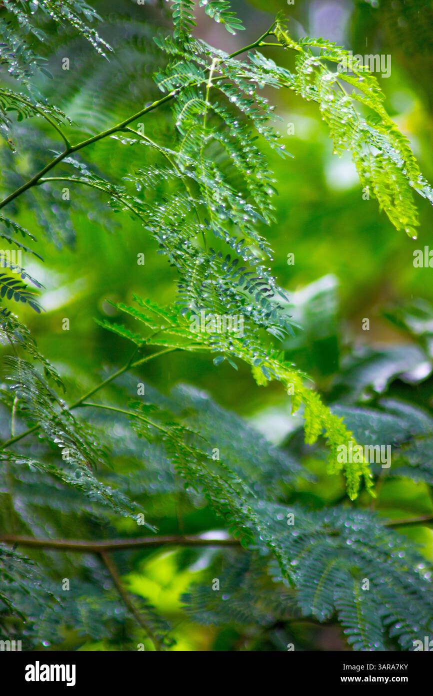 Die Schönheit der wunderschönen Pflanzenvielfalt der Natur an einem kalten Morgen Stockfoto