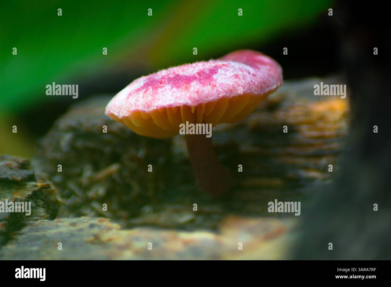 Die Schönheit der wunderschönen Pflanzenvielfalt der Natur an einem kalten Morgen Stockfoto