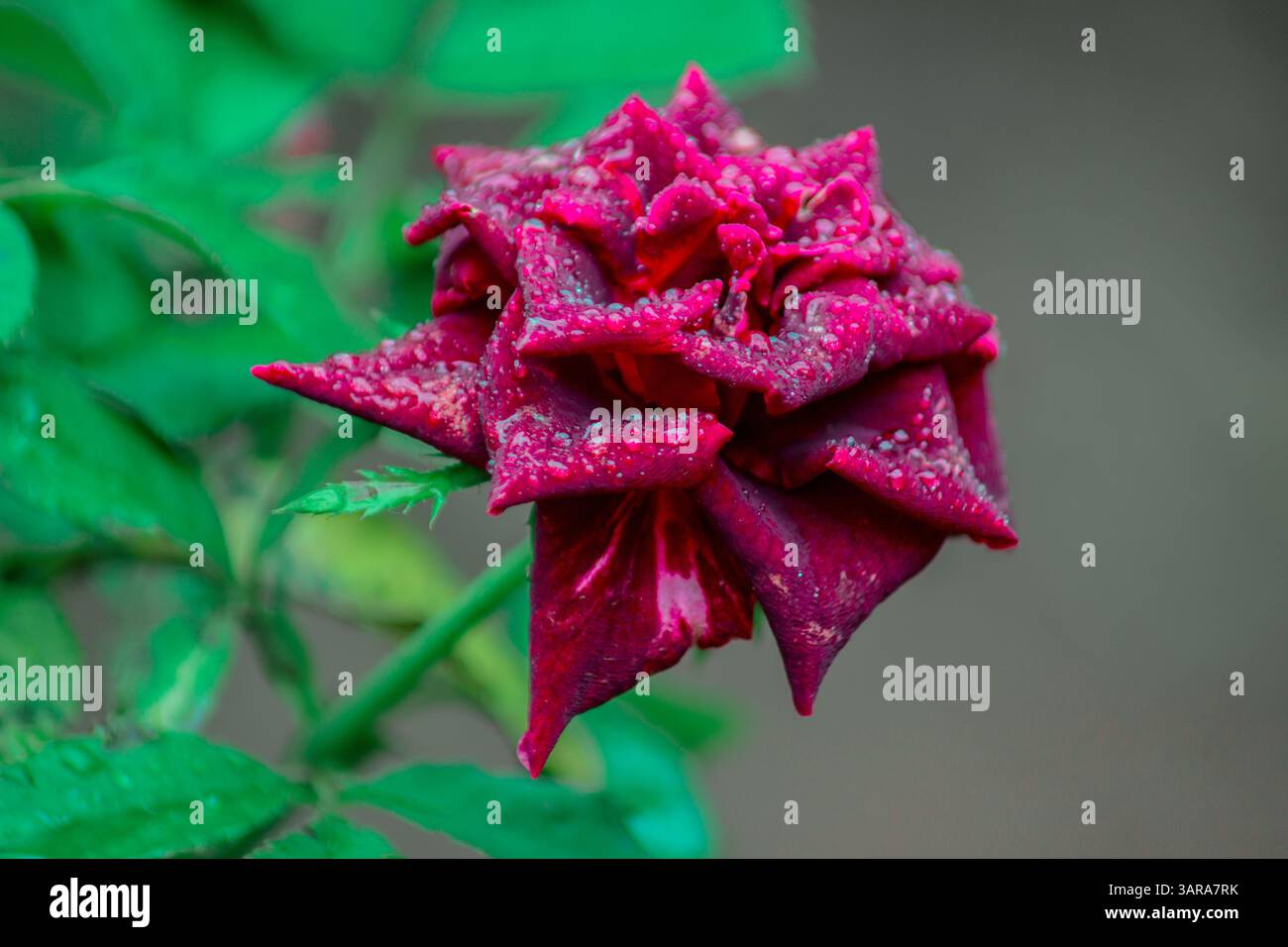 Die Schönheit der wunderschönen Pflanzenvielfalt der Natur an einem kalten Morgen Stockfoto
