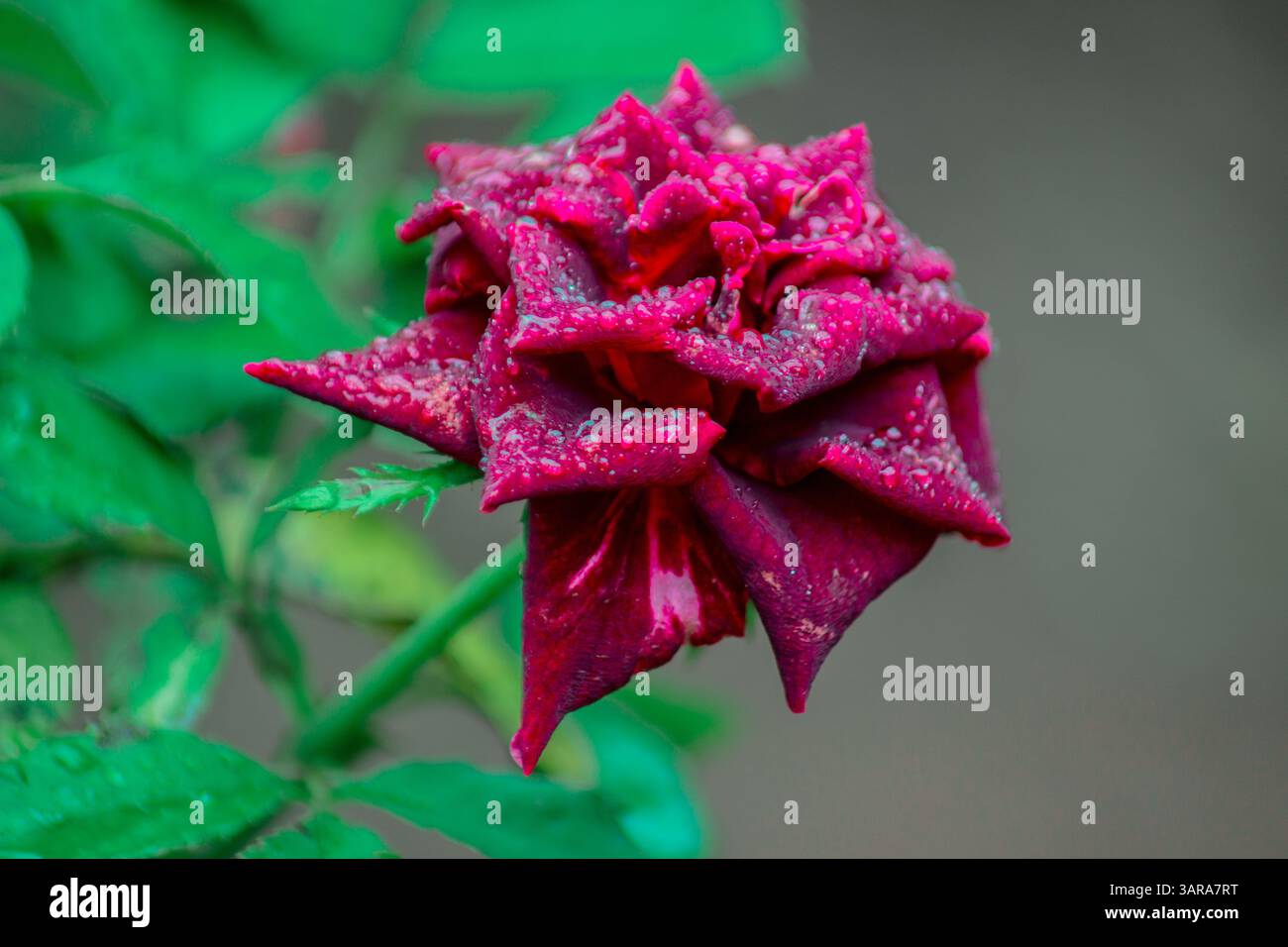 Die Schönheit der wunderschönen Pflanzenvielfalt der Natur an einem kalten Morgen Stockfoto