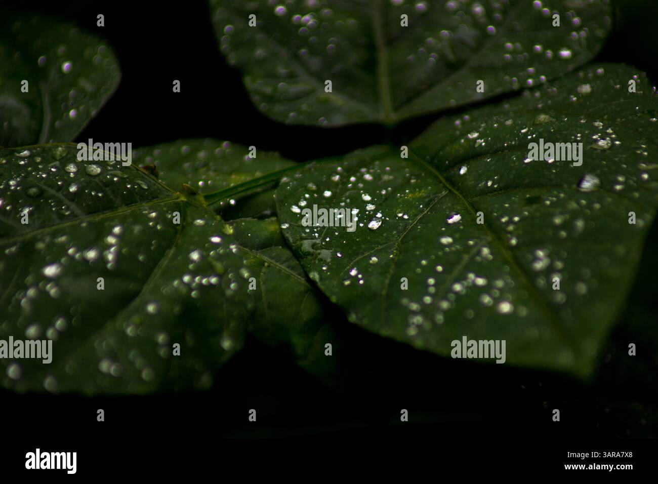 Die Schönheit der wunderschönen Pflanzenvielfalt der Natur an einem kalten Morgen Stockfoto