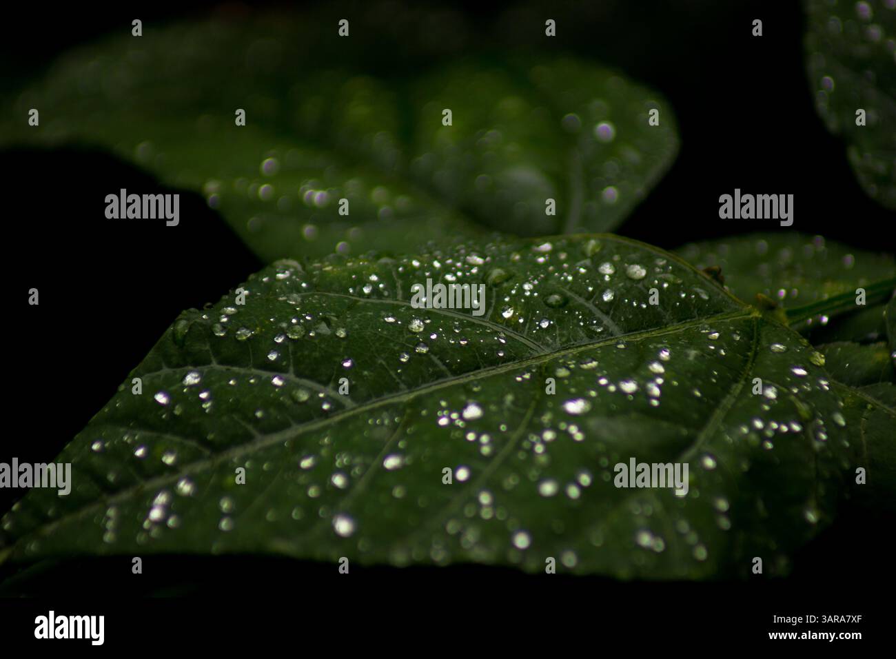 Die Schönheit der wunderschönen Pflanzenvielfalt der Natur an einem kalten Morgen Stockfoto